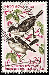 Image showing Eurasian Blackcap Stamp