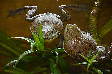 Image showing Bull frogs at a frog farm