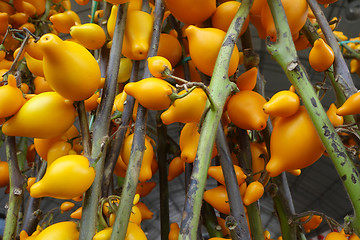 Image showing Solanum mammosum on the market 