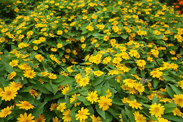 Image showing Singapore dailsy flower in the garden