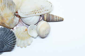 Image showing Sea shells scraped together