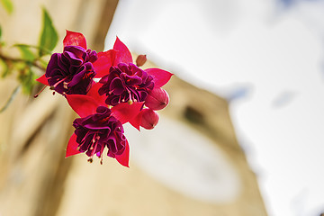 Image showing Flower with church in background