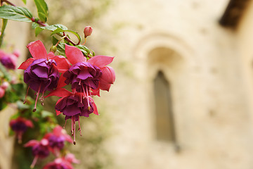 Image showing Flower with church in background