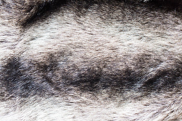 Image showing close up of fur background