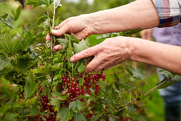 Image showing senior woman with red currant at summer garden