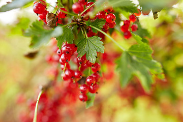 Image showing red currant berries at summer garden 