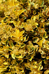 Image showing Yellow Bush Background