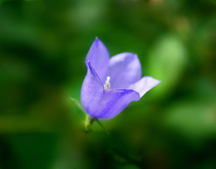 Image showing Purple Bell Flower