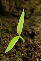 Image showing  Small green sprout to sun