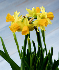 Image showing Wild Yellow Daffodils