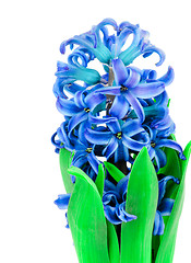 Image showing Beauty Blue Hyacinth