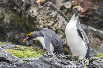 Image showing Rockhopper penguins one beaach