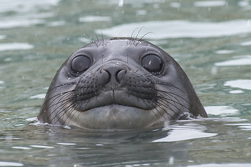 Image showing Baby Elephant Seal in the waer South Georgia