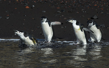 Image showing Chinstarp Penguin in the water