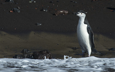 Image showing Chinstarp Penguin in the water