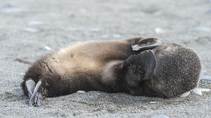 Image showing Antarctic fur seal pup close-up in grass