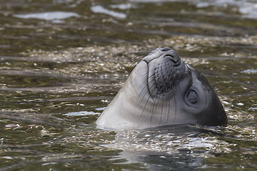 Image showing Baby Elephant Seal in the waer South Georgia