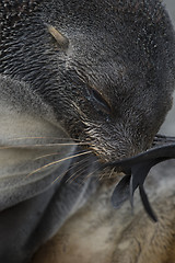 Image showing Antarctic fur seal pup close-up in grass