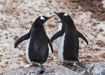 Image showing Gentoo Penguin on the rock