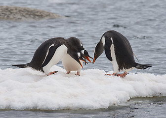 Image showing Gentoo Penguins walk on the ice