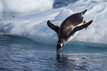 Image showing Gentoo Penguin jump in water