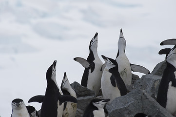 Image showing Chinstarp Penguin on the nest