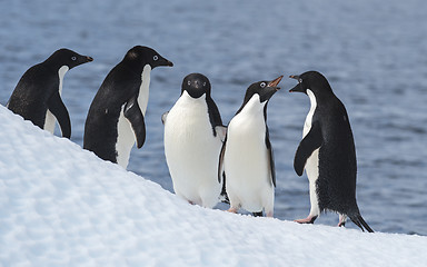 Image showing Adelie Penguin jump