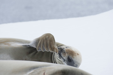 Image showing Crabeater seals on the ice.