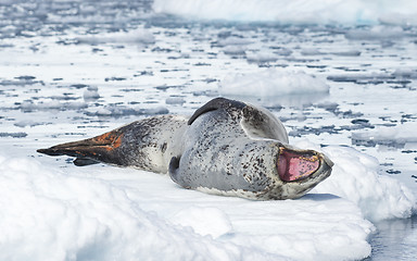 Image showing Leopard Seal on Ice Floe