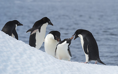 Image showing Adelie Penguin jump