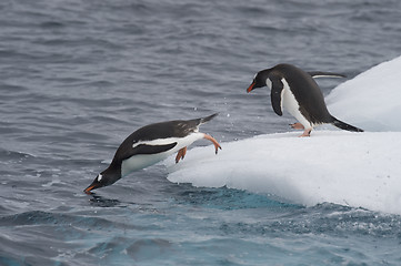 Image showing Gentoo Penguin jump in water