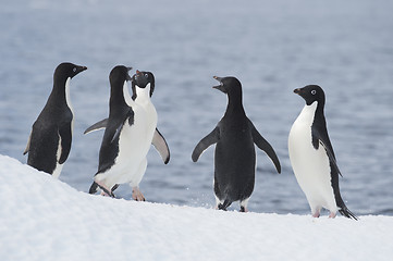 Image showing Adelie Penguin jump