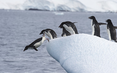 Image showing Adelie Penguin jump