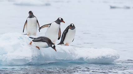 Image showing Gentoo Penguin walk on the snow