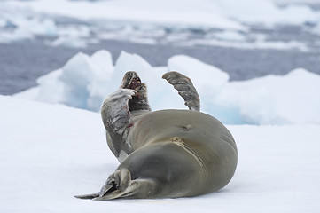 Image showing Crabeater seals on the ice.