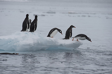 Image showing Gentoo Penguins walk on the ice