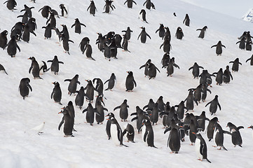 Image showing Gentoo Penguins walk on the snow