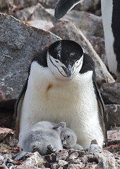 Image showing Chinstrap Penguin with chick