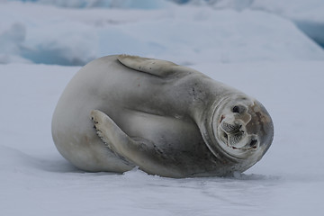 Image showing Crabeater seals on the ice.