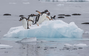 Image showing Gentoo Penguins walk on the ice