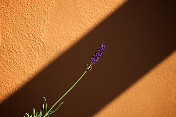 Image showing Lavender stalk in bloom