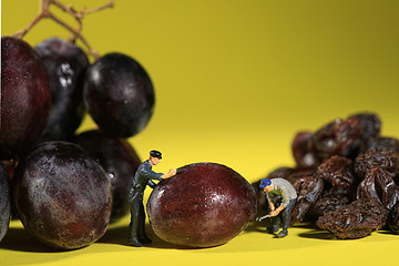 Image showing Workers Turning Grapes into Raisins