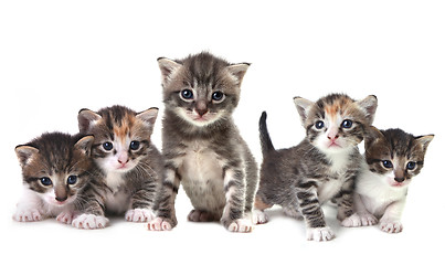 Image showing Cute Herd of Kittens on a White Background