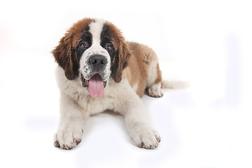 Image showing Cute Saint Bernard Purebred Puppy 