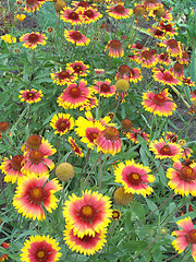 Image showing Heleniums