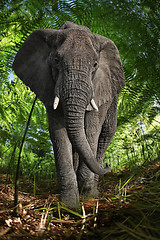 Image showing Enormous African Elephant in the Bush