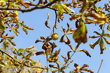 Image showing ripe fruit chestnut