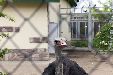 Image showing ostrich head in the zoo