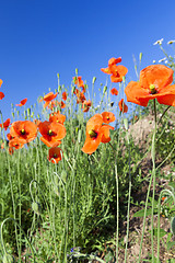 Image showing Red Poppy in the field