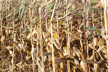 Image showing Field corn, agriculture